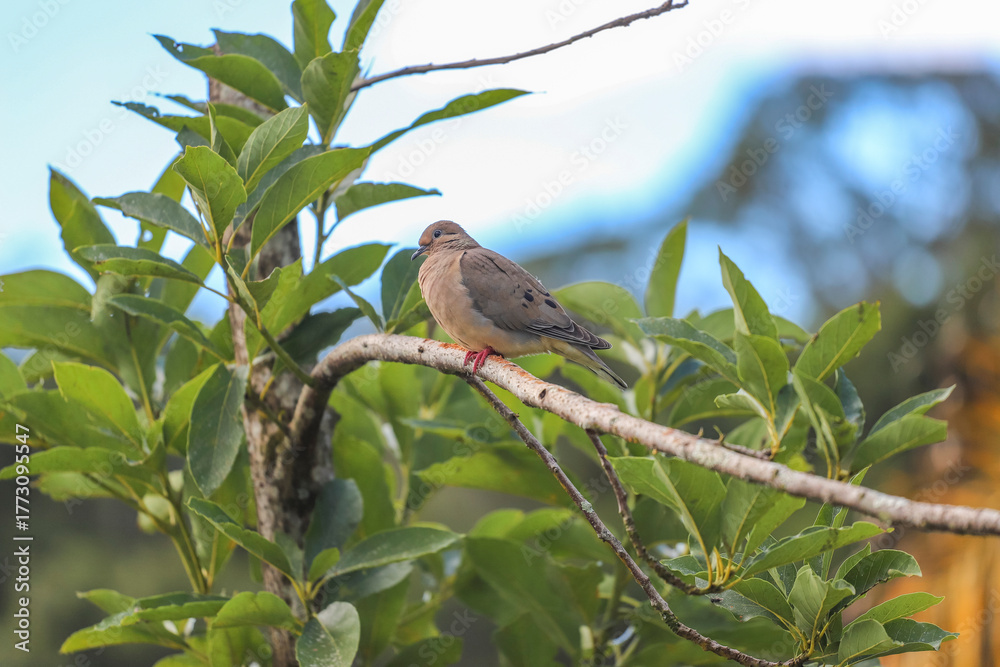 Fototapeta premium Vertical close-up of a female Eared Dove (Zenaida auriculata) perched on a branch. Gray-brown plumage, with a cinnamon chest and red feet. Surrounded by green leaves, against a bright sky.