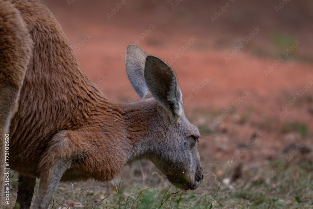 Fototapeta premium Zen Kangaroo: Serene Profile Portrait with Red Earth Bokeh