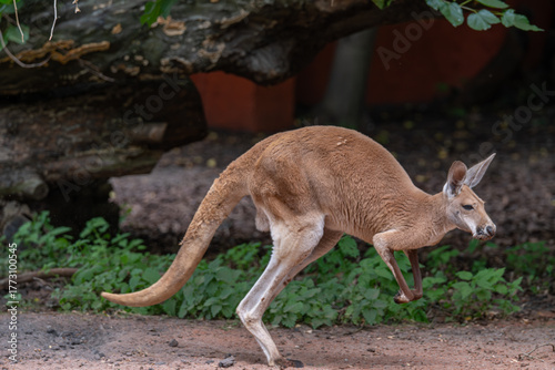 Kangaroo in Motion: Red Kangaroo Hopping in Natural Enclosure