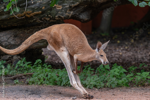 Kangaroo in Motion: Red Kangaroo Hopping in Natural Enclosure