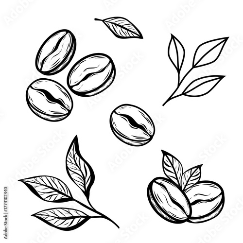 Minimalist coffee bean and leaf line art vector illustration for cafe logo, packaging, branding, and modern design projects.