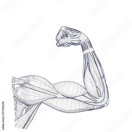 Wireframe arm flexing muscles vector illustration on transparent background