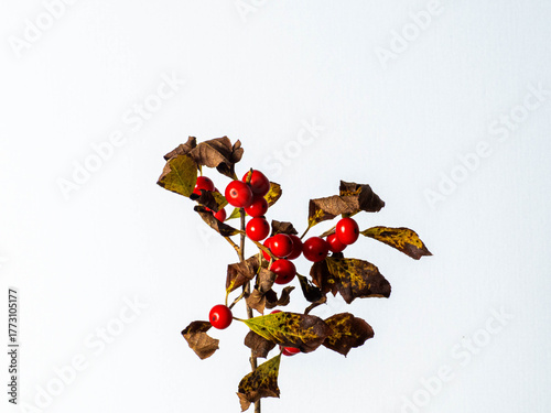 chinese new year decorations