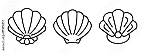 Seashell vector art line drawing illustration set for nautical theme design and summer projects