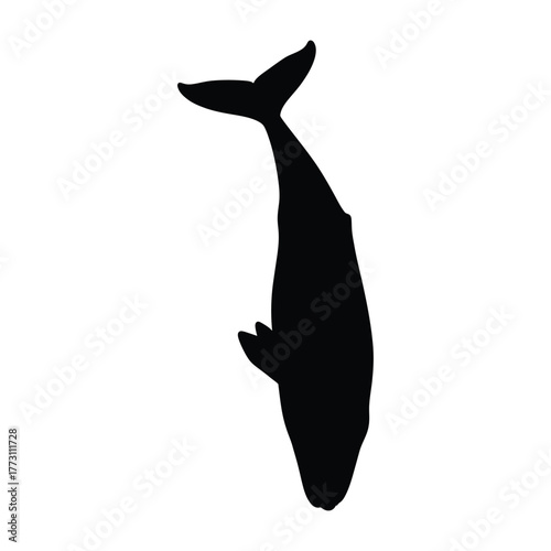Sperm Whale Diving Tail Fluke Silhouette