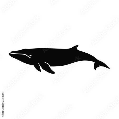 Minke Whale Simple Silhouette Vector