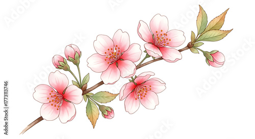 Cherry blossom branch isolated on white background, spring floral design