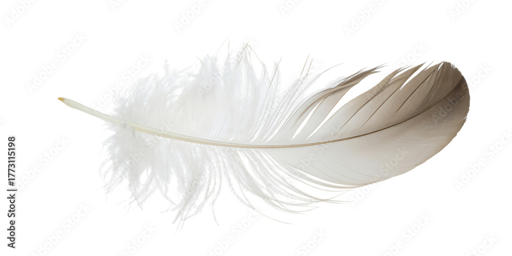 Obraz premium White Feather With Damaged Barbs And Intact Quill On Black Background bird plume