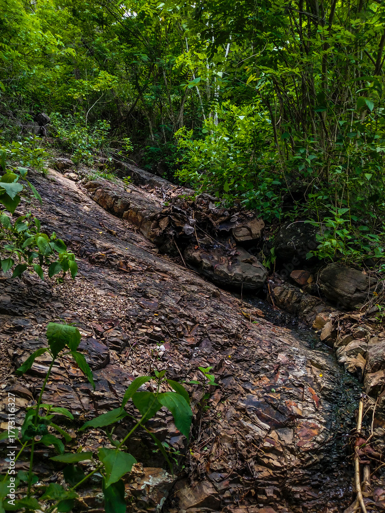 Obraz premium A rock surface covered with bushes in the forest on the slopes of the Gunung Kidul mountains in Yogyakarta, Indonesia.