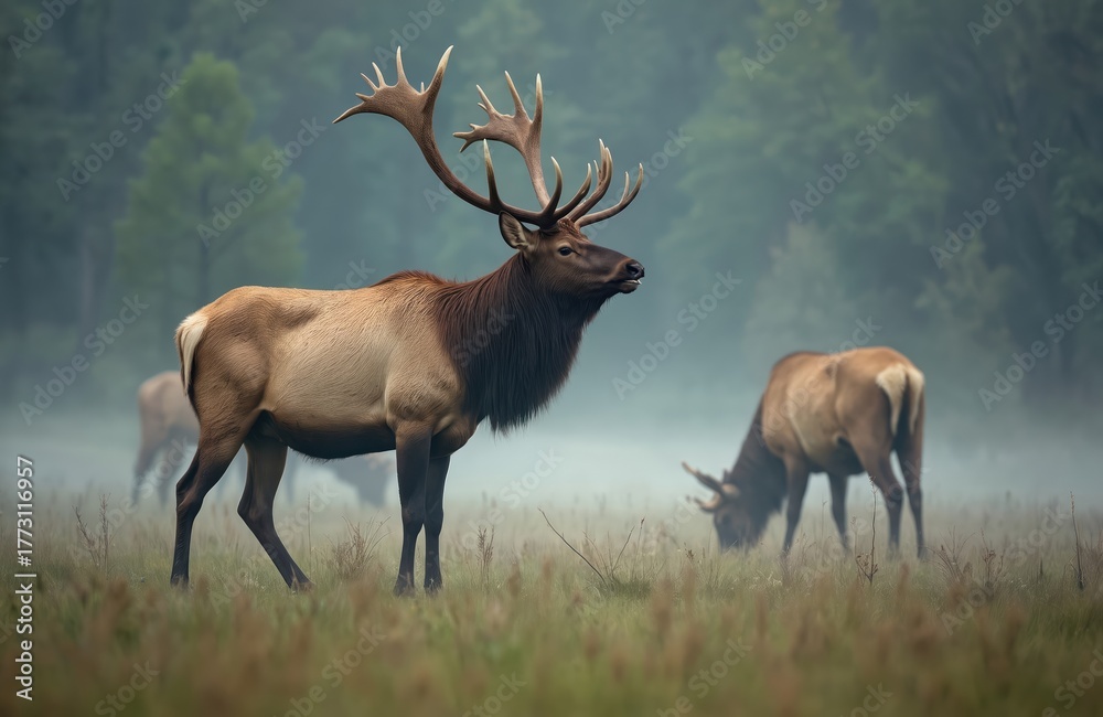 Fototapeta premium Majestic bull elk with large antlers stands alert in misty morning field. Mouth slightly open, potentially bugling. Another elk grazes peacefully in foggy meadow. Wild animals thrive in natural