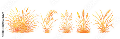 Set Yellow wheat objects. Hand drawn. Not AI, vector illustration.