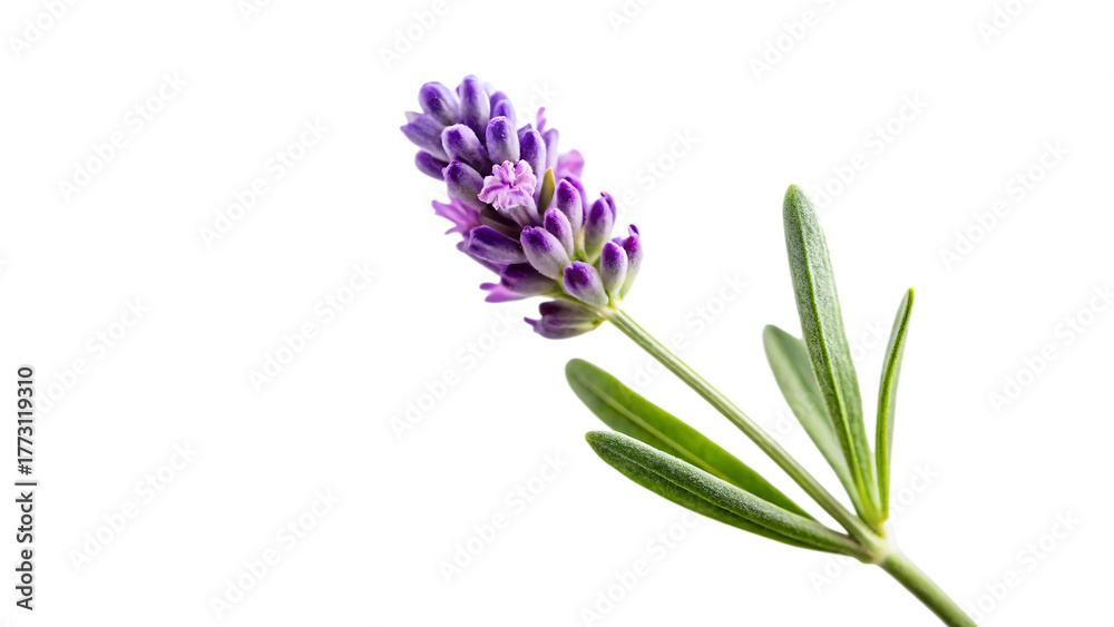 Fototapeta premium Lavender Flower Stem, Single with Purple Blooms and Green Leaves, cutout, PNG isolated on transparent background