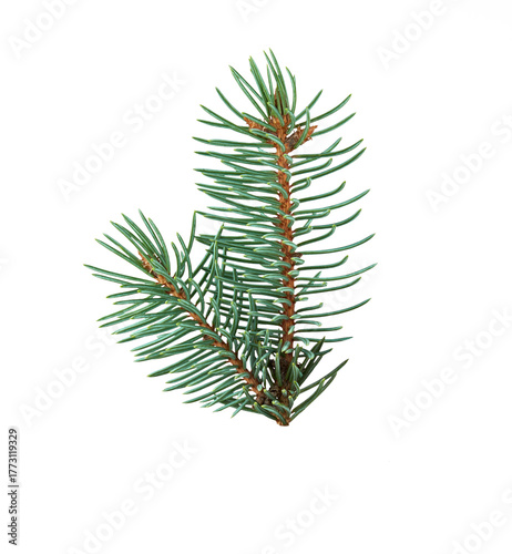 Green spruce twig isolated on transparent  background. Fresh evergreen pine branch close-up for Christmas decoration, natural design, or botanical projects. PNG