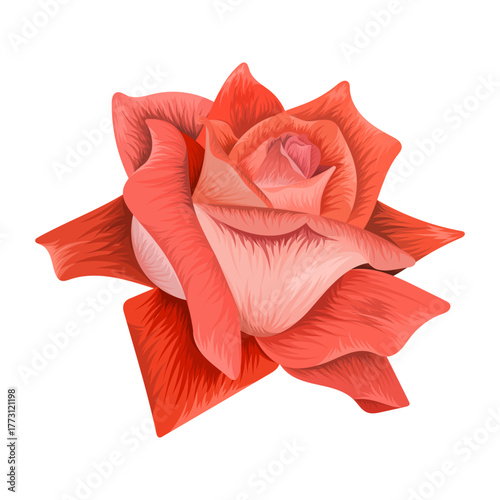 Realistic orange rose flower illustration isolated on white background
