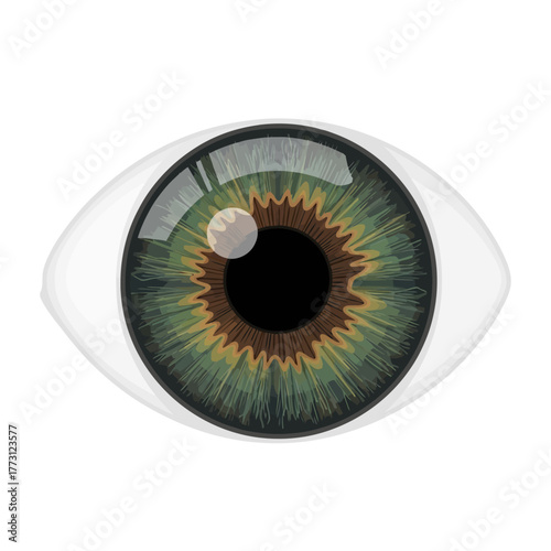 Closeup of a Human Eye with Green Iris and Detailed Texture. Vector Illustrations. EPS Editable