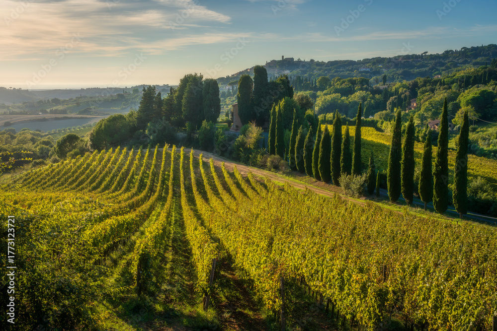 Fototapeta premium Tuscan Vineyard Hills Cypress Trees near Casale Marittimo, Italy