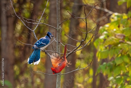 blue Jay and Cardinal