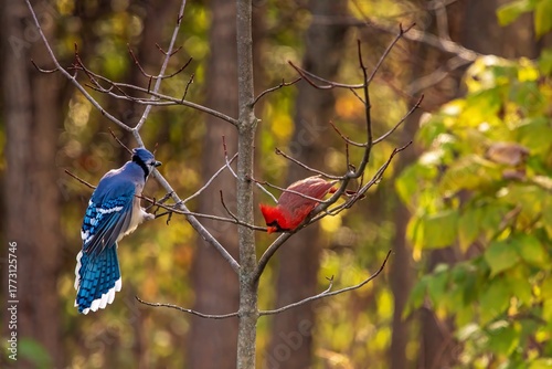 Blue Jay and Cardinalred berries on a branch