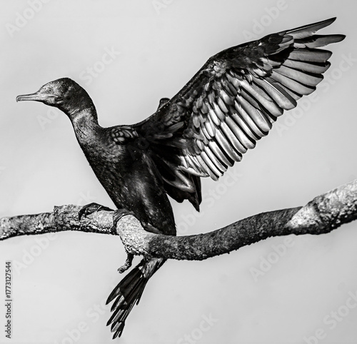 Australian cormorant perched on a branch with expanded wings