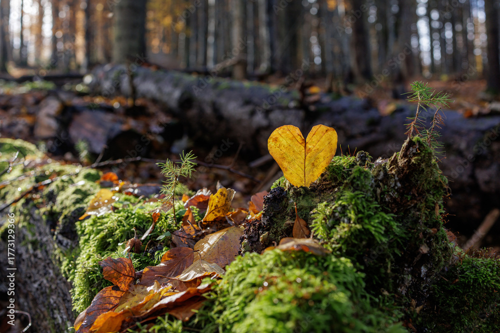 Fototapeta premium Heart Leaf on Moss Symbol of Love for Nature in Autumn Forest