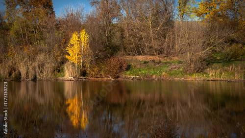 A birch tree in all its glory by a pond. Autumn landscape. A local, picturesque landscape. A fishing area. The reflections in the water are stunning.