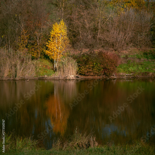 A birch tree in all its glory by a pond. Autumn landscape. A local, picturesque landscape. A fishing area. The reflections in the water are stunning.