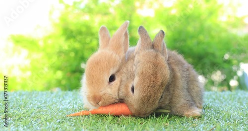 Group of healthy lovely baby bunny easter rabbits eating food, carrot, grass on nature background. Cute fluffy rabbits sniffing, looking around, nature life. Symbol of easter day.
