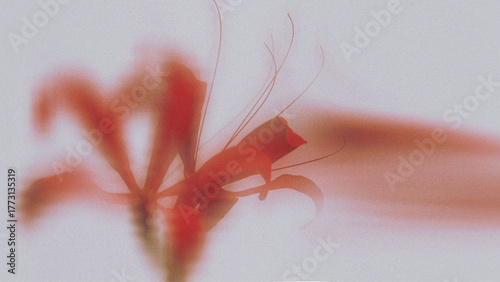 red soft coral lily  with ethereal neon blurry floral abstract art on white background