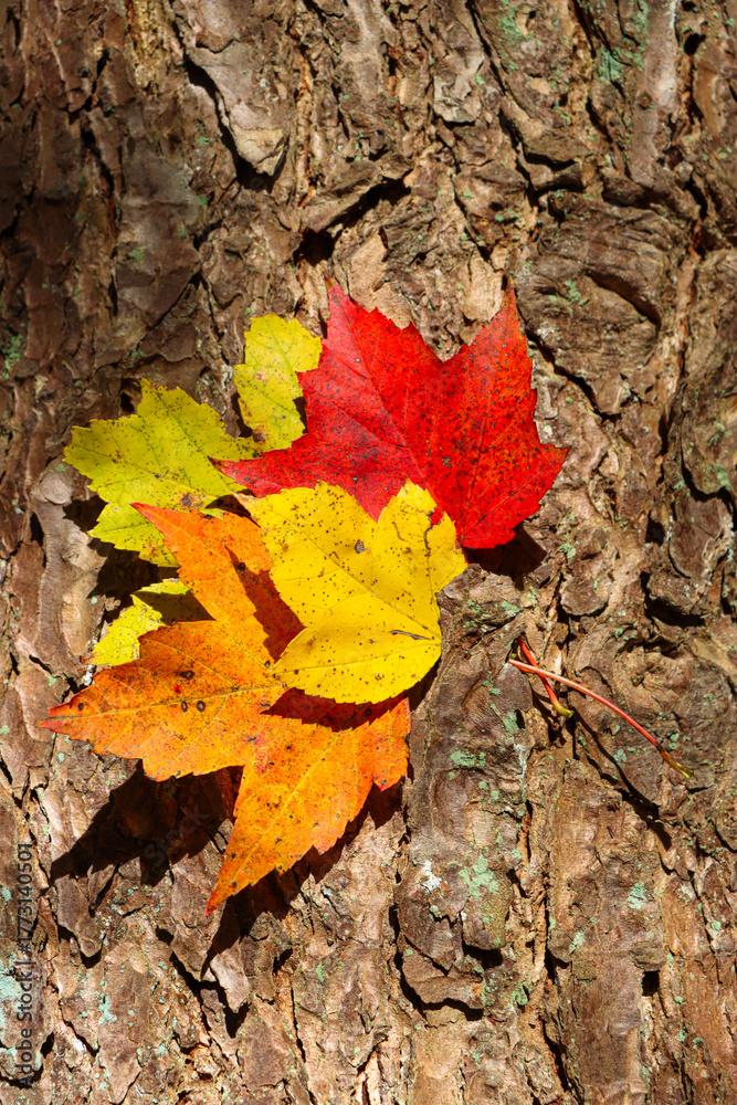 Fototapeta premium A bouquet of five different colored leaves stuck in the bark of a tree trunk.