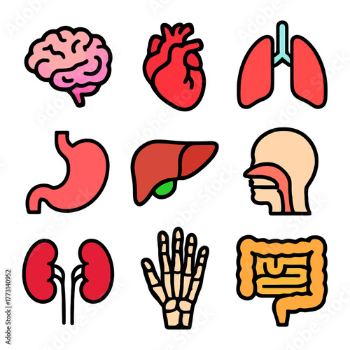 Colorful cartoon human organs collection: brain, heart, lungs, stomach, liver, digestive system, kidneys, skeleton.