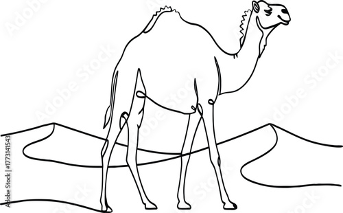 Black and white line drawing of a camel walking across sand dunes dromedary desert