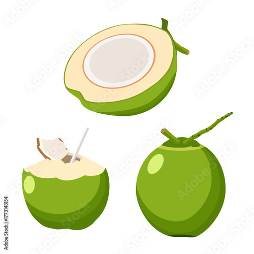 A collection of coconut illustrations