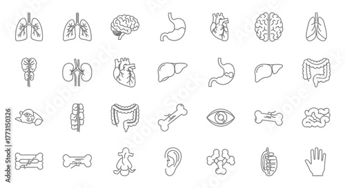 Detailed illustration of human internal organs and anatomical structures outlined