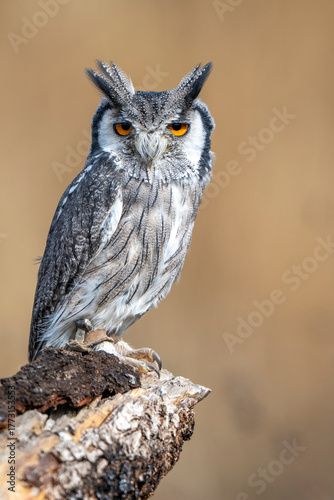 White-faced owl on a log standing during the day