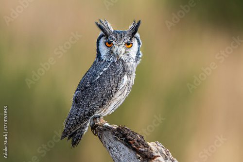 White-faced owl on a log standing during the day
