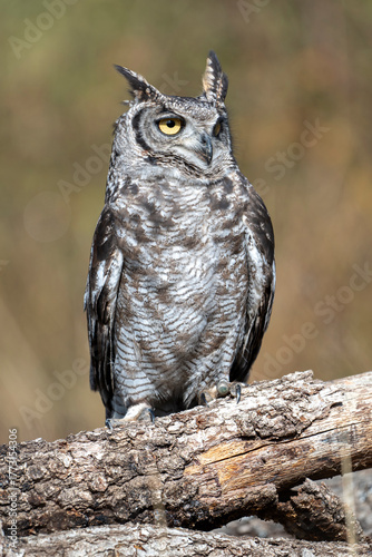 Spotted eagle-owl on a log standing during the day