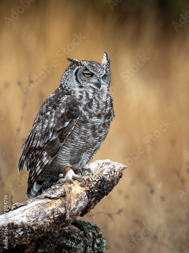 Spotted eagle-owl on a log standing during the day
