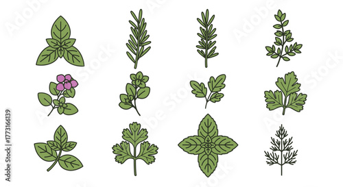 Collection of vector herbal garden icons spices and herbs