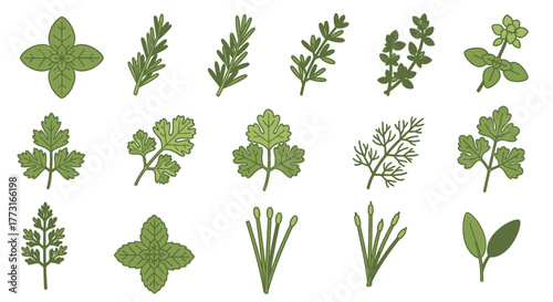 Culinary Herb Collection Fresh and Organic Spices Assortment