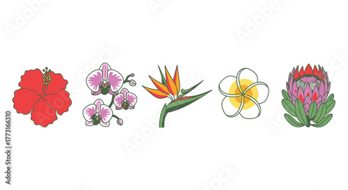 Tropical Blooms Collection Graphic Hibiscus Orchid Bird Protea Frangipani