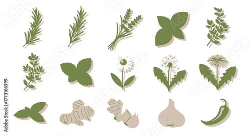 Botanical herb set of natural greenery plants rosemary lavender and dandelion