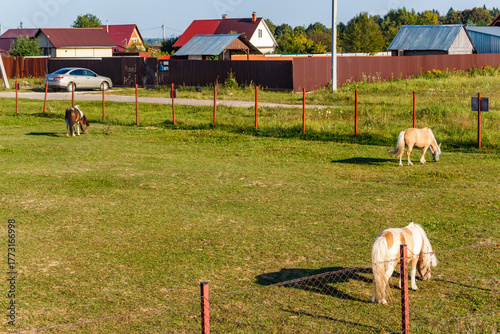 Three docile ponies graze peacefully in a sunny pasture, enjoying fresh grass near rural homes and fences