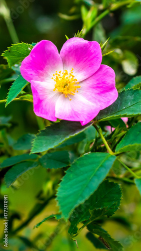 Dog Rose blossom (Rosa canina)