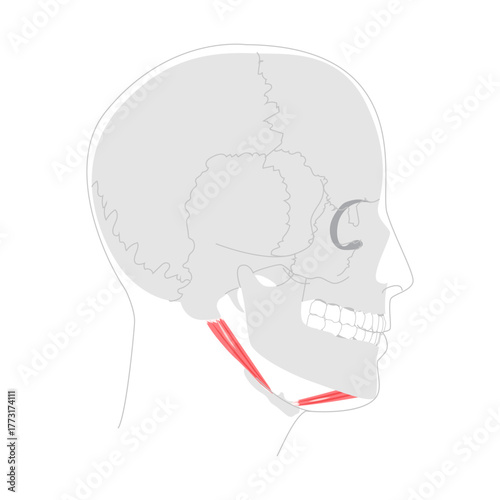 Digastric anterior posterior belly - Upper section of Suprahyoid muscle depicted in detailed chart, assists in opening the jaw and elevates hyoid bone, important for medical teaching