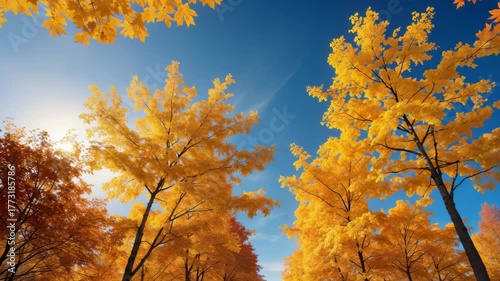 Golden Autumn Foliage Shimmering in Sunlight Under a Vast Sky