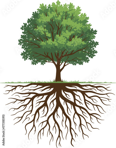 Tree with visible root system illustration, educational biology diagram, green canopy foliage, underground structure, plant growth concept, ecosystem stability, nature cross section