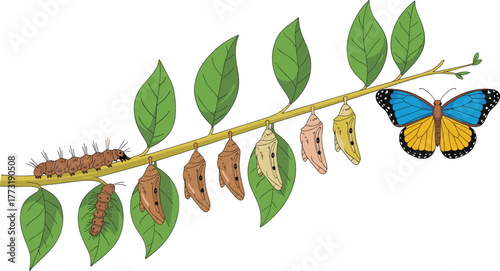 Butterfly life cycle illustration showing caterpillar, chrysalis, and emerging butterfly, educational biology concept, metamorphosis, insect development, nature learning