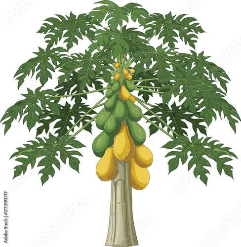 Papaya tree illustration, tropical fruit drawing, ripe papaya artwork, exotic agriculture sketch, botanical plant design, summer harvest, healthy orchard, nature greenery