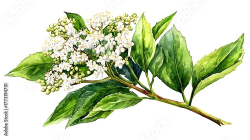 Elderflower branch with transparent background