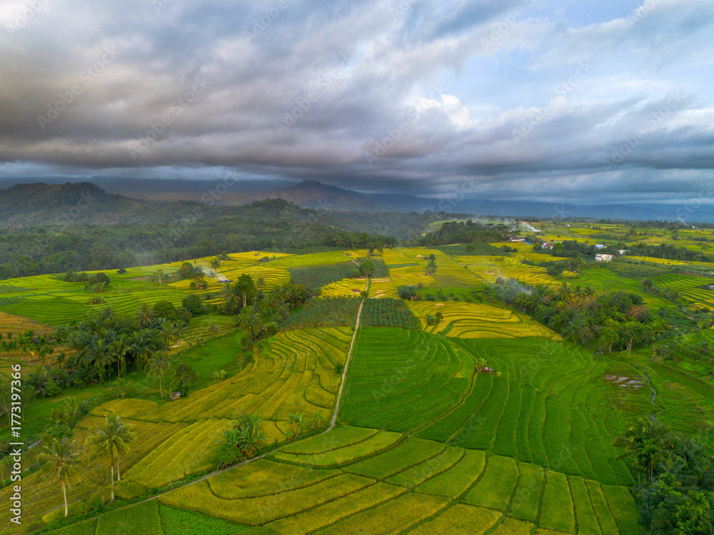 Fototapeta premium Beautiful morning view indonesia Panorama Landscape paddy fields with beauty color and sky natural light